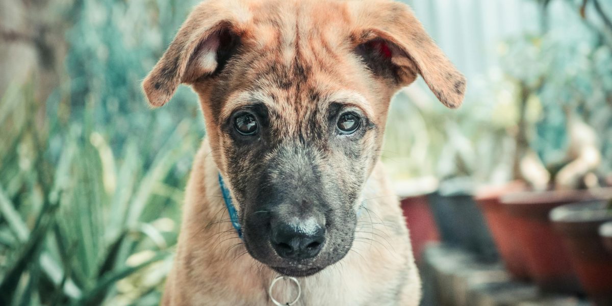 Descubra Como Criar uma Rotina de Higiene Bucal Eficaz para seu Melhor Amigo e Garanta um Sorriso Saudável!