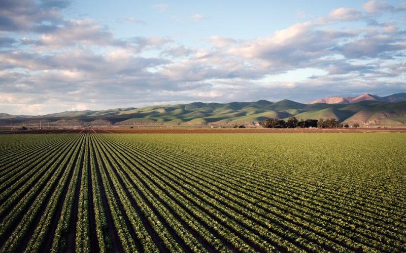 Bioestimulantes Agrícolas: Descubra Como Potencializar a Resistência da Sua Lavoura e Colher Resultados Surpreendentes!