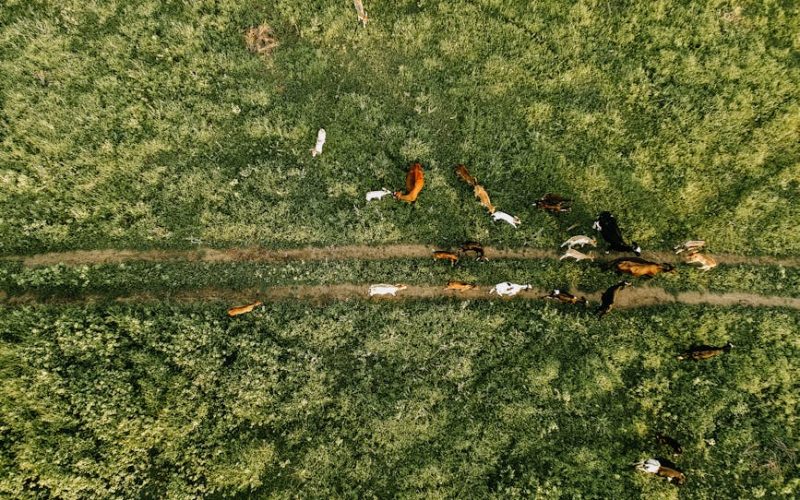 Nutrição Gado Leiteiro: Aumente Produção e Lucratividade