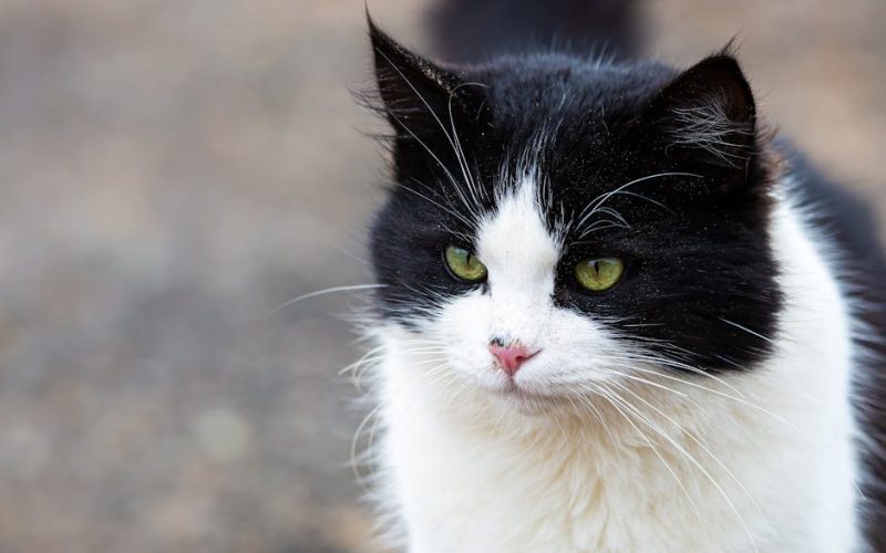 Probióticos: Guia Essencial para Saúde Digestiva de Pets
