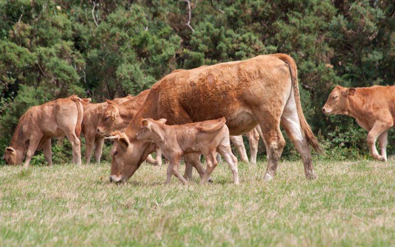 Nutrição Gado Leiteiro: Mais Leite e Rebanho Saudável