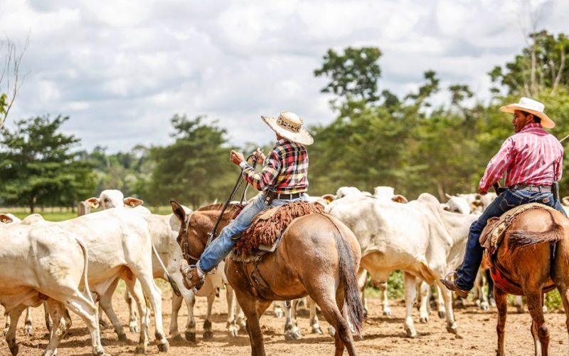 Nutrição Gado Leiteiro: Mais Produção e Rebanho Saudável