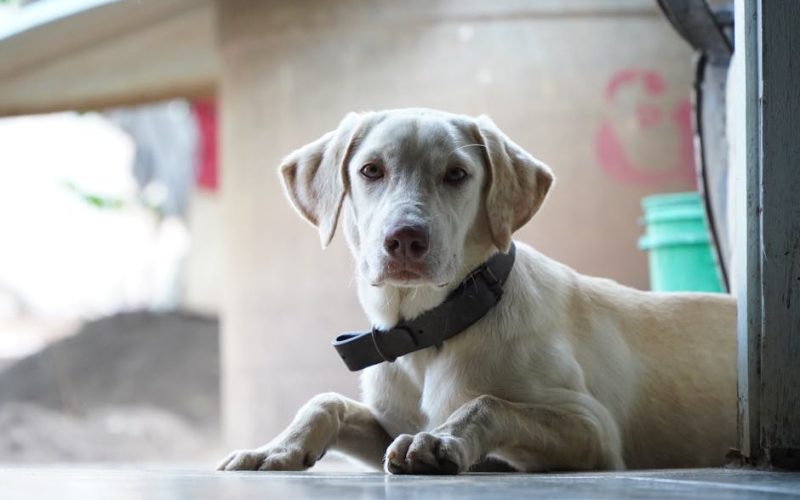 Saúde Digestiva Cães: Prebióticos e Probióticos Essenciais