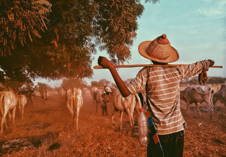 Manejo Sanitário: Gado Saudável e Lucrativo na Fazenda
