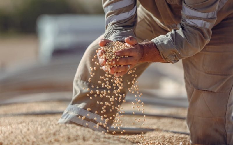 Mercado de Grãos: Tendências de Preço e Lucratividade Rural