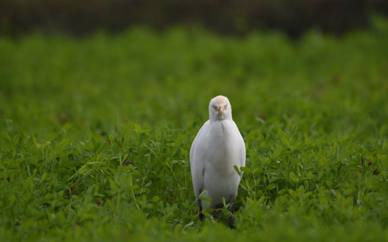 Doenças Aves de Corte: Prevenção e Controle Eficaz