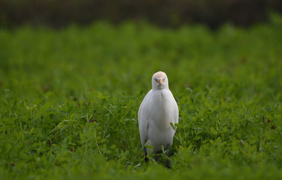 Doenças Aves de Corte: Prevenção e Controle Eficaz