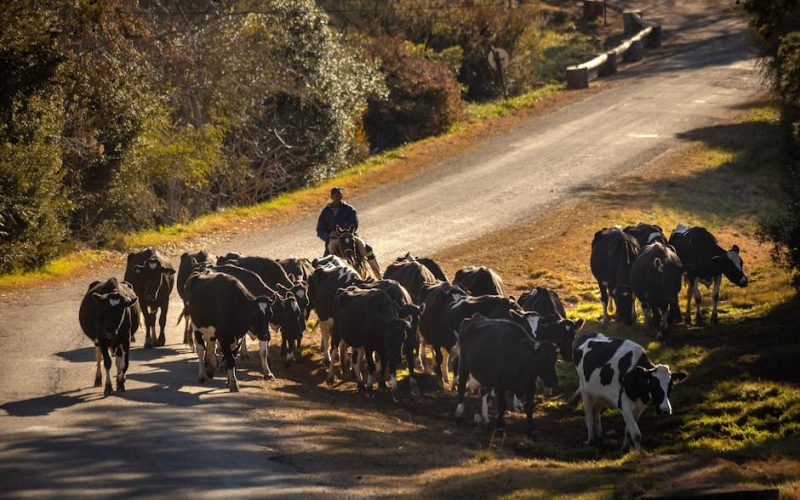 Eficiência Reprodutiva: Aumente Lucros no Rebanho Leiteiro