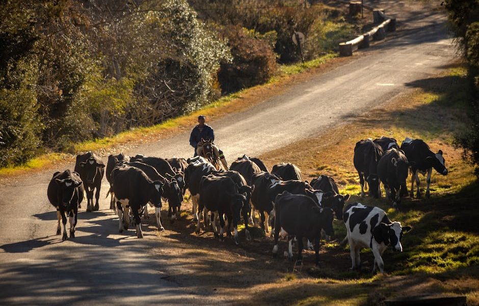 Eficiência Reprodutiva: Aumente Lucros no Rebanho Leiteiro