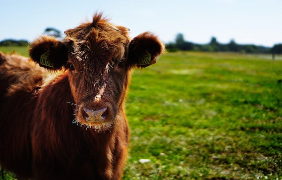 Imunidade Rebanho: Nutrição para Saúde e Produtividade