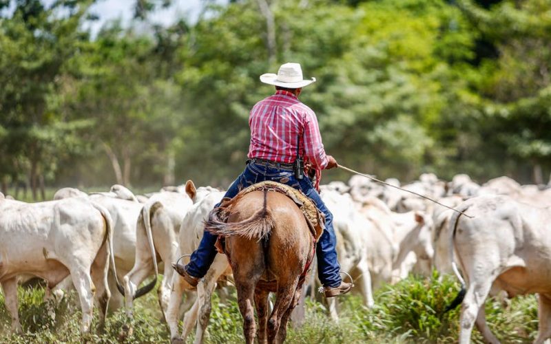 Manejo de Pastagens: Otimize Gado de Corte e Lucros