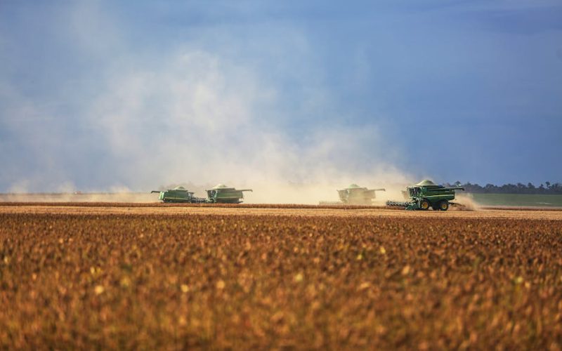 Mercado de Grãos: Tendências e Cotações para o Produtor