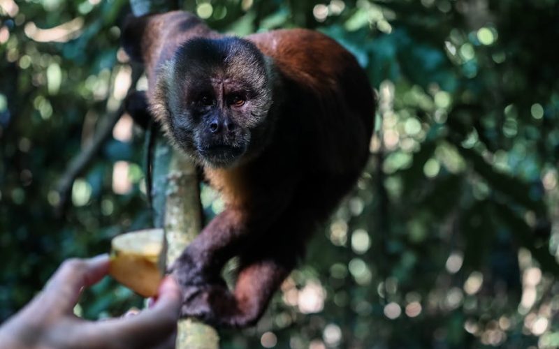 Nutrição Animal: Suinocultura de Lucro Acelerado