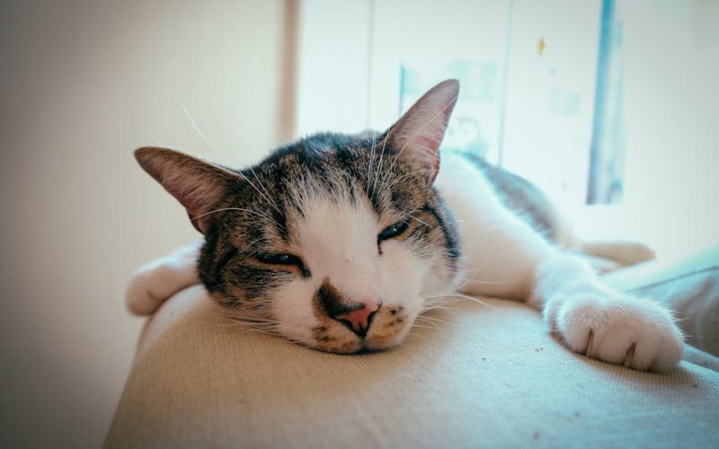 Saúde Pet: Previna Doenças Comuns em Cães e Gatos