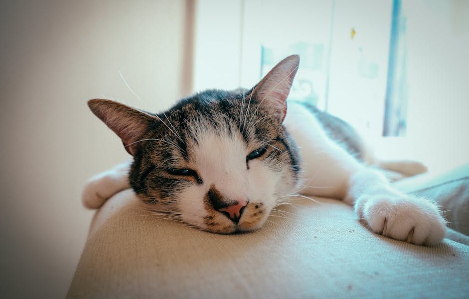 Saúde Pet: Previna Doenças Comuns em Cães e Gatos