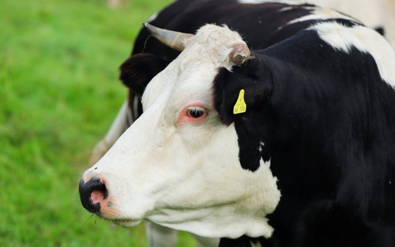 Pecuária de Precisão: Otimize Saúde e Lucro do Rebanho