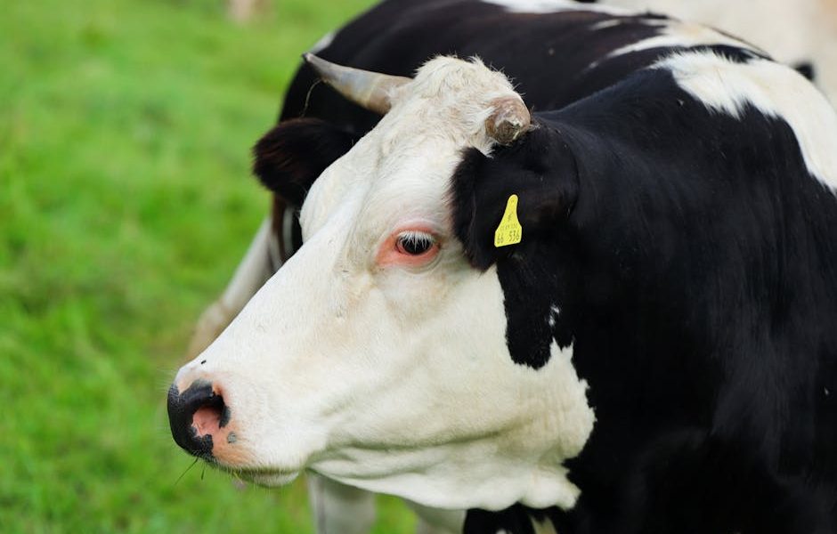 Pecuária de Precisão: Otimize Saúde e Lucro do Rebanho