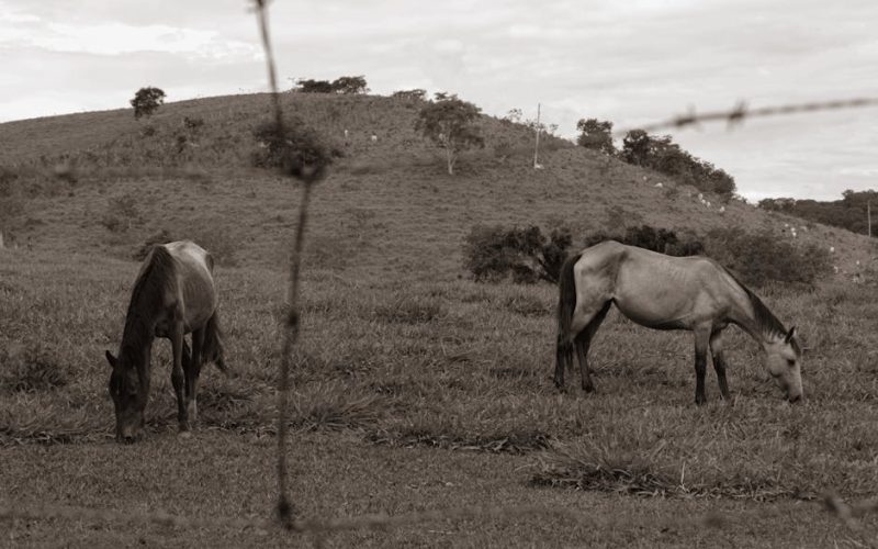 Nutrição Equina: Alimentação Estratégica para Cavalos Atletas