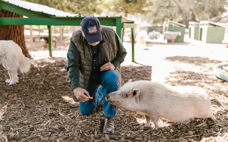 Nutrição Suínos: Reduza Custos e Aumente a Produção