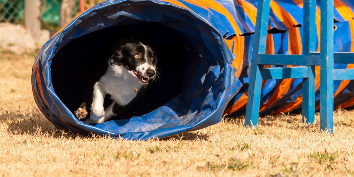 Dieta de cães de trabalho: como otimizar a nutrição e o desempenho no campo