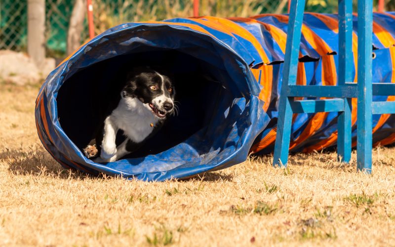 Dieta de cães de trabalho: como otimizar a nutrição e o desempenho no campo