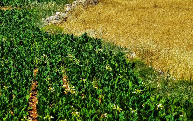 Sustentabilidade agrícola: reduza custos e ganhe resiliência