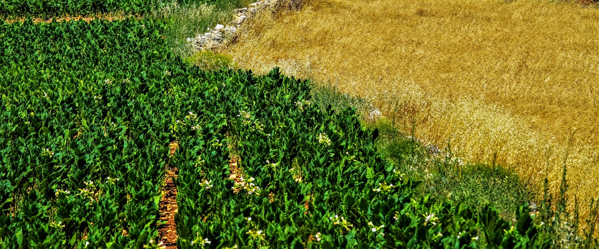 Sustentabilidade agrícola: reduza custos e ganhe resiliência